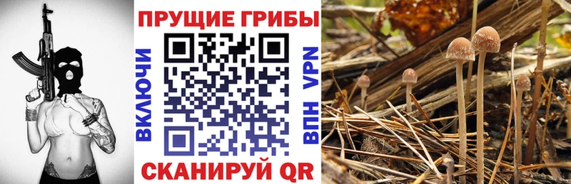 Псилоцибиновые грибы Cubensis  mega как зайти  Харабали 